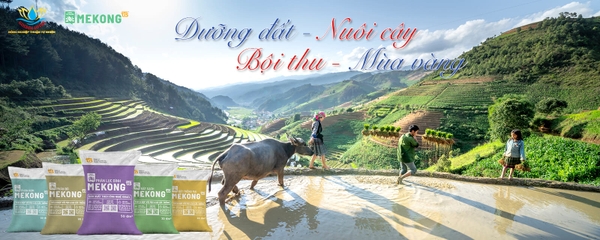 Dược liệu Sen Vàng