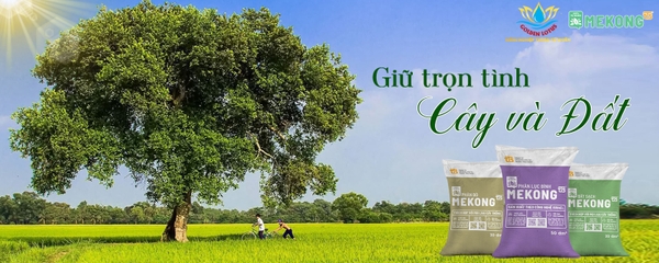 Dược liệu Sen Vàng