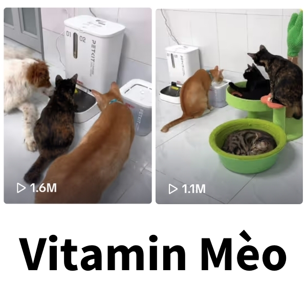 Đối tác truyền thông KOL Vitamin Mèo