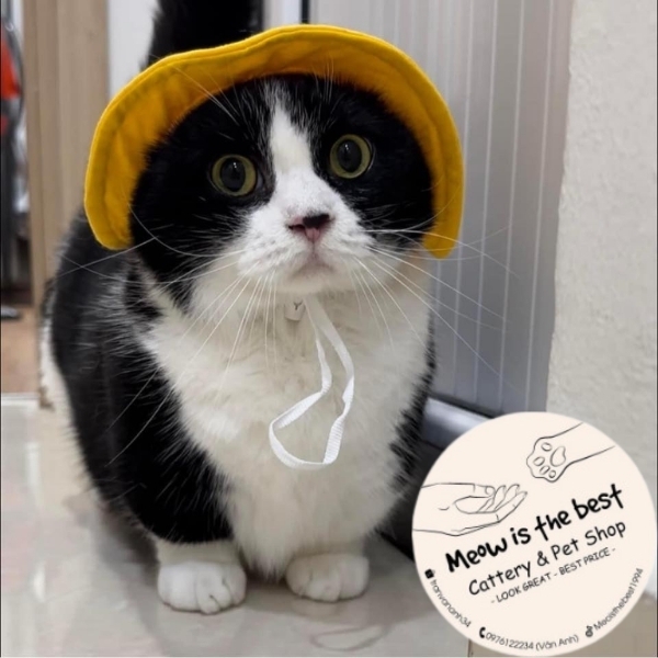 Đối tác truyền thông KOL Meow is the best