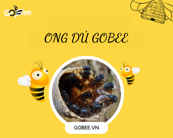Ong Dú Gobee là gì? Những điều bạn cần biết về Ong Dú