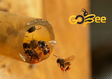 ​​​​​​​Hành Trình Nuôi Ong Dú: Từ Đất An Giang Mến Yêu