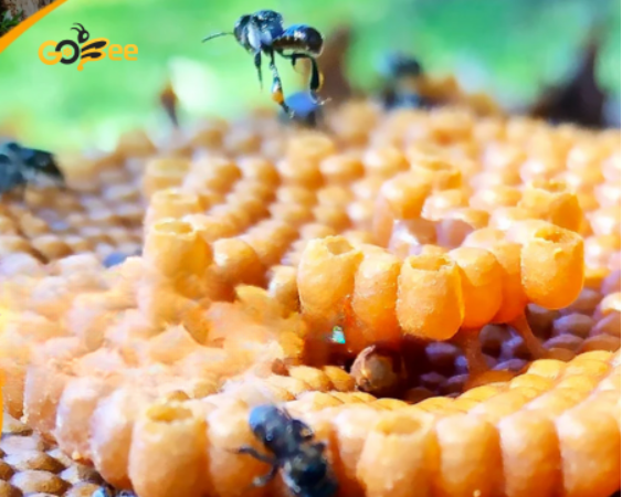 Nuôi Ong Dú Phong Thủy Thu Hút Tài Lộc May Mắn