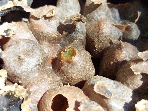 Phấn hoa ong dú được thu hoạch như thế nào?