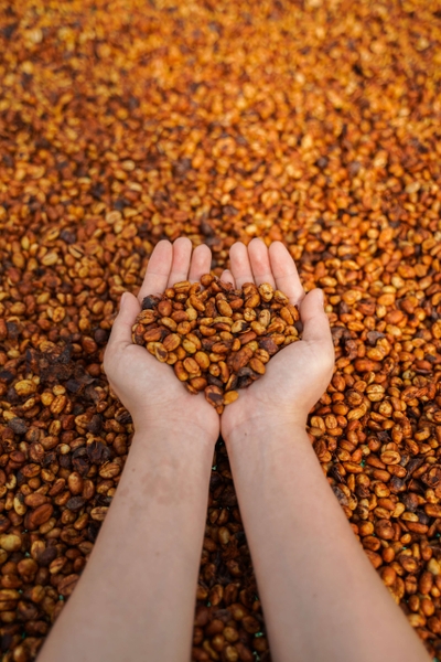 Robusta Honey Premium