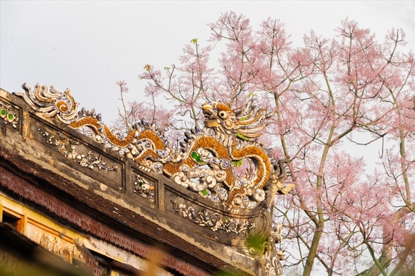 Hoa ngô đồng bung nở trong hoàng cung Huế