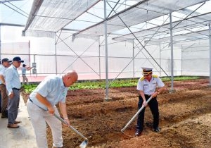 Màng PE trong Xây nhà kính cho lính đảo trồng rau