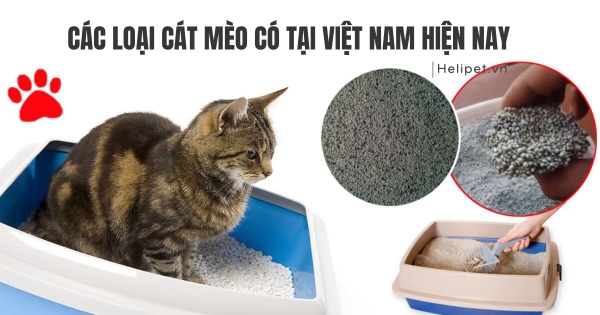 Review các loại cát vệ sinh cho mèo