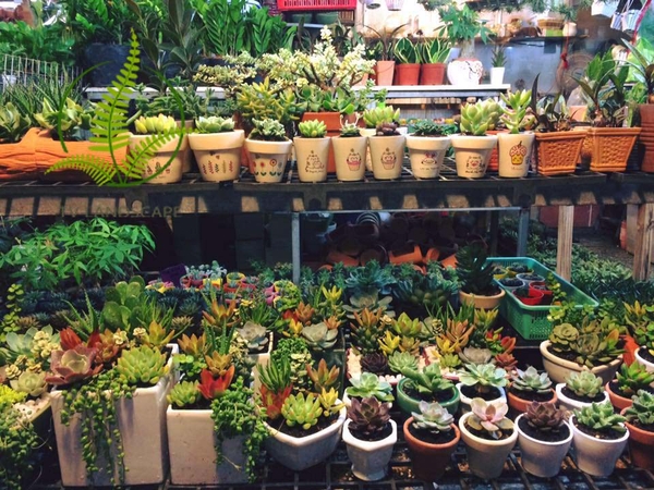 Cách Chăm Sóc Cây Cảnh Mini