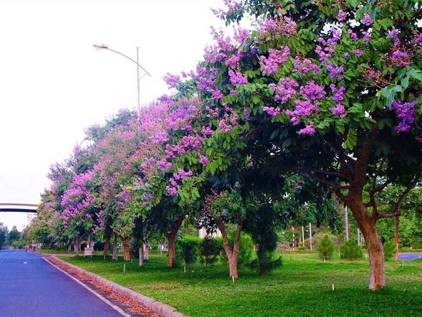 Providing all kinds of green plants