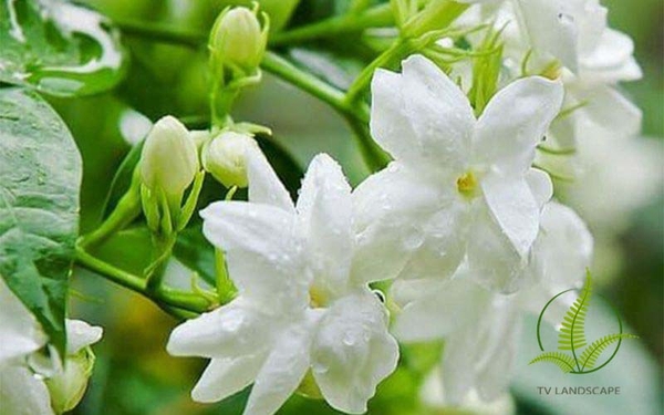 3 loại hoa vừa đẹp vừa thơm ngát lại có thể làm thuốc, nhà ai cũng nên trồng 1 cây