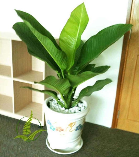 Kỹ thuật trồng và chăm sóc cây Đại Phú Gia phong thủy