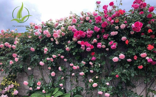 Người giàu thích đặt 5 loài cây này trước cửa, để Phú Quý không ngừng chảy vào nhà, Giàu càng thêm Giàu