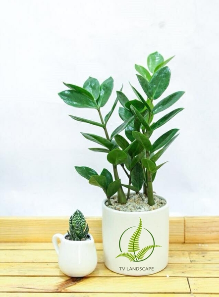 Cách trồng và chăm sóc cây kim tiền nhanh ra hoa nhiều lộc