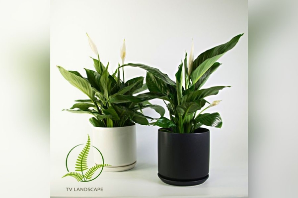 Top 6 cây giúp cải thiện giấc ngủ hiệu quả nhất