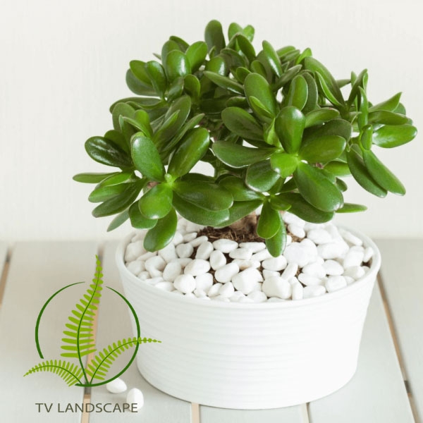 TOP 10 cây mang nhiều tài lộc may mắn vào nhà