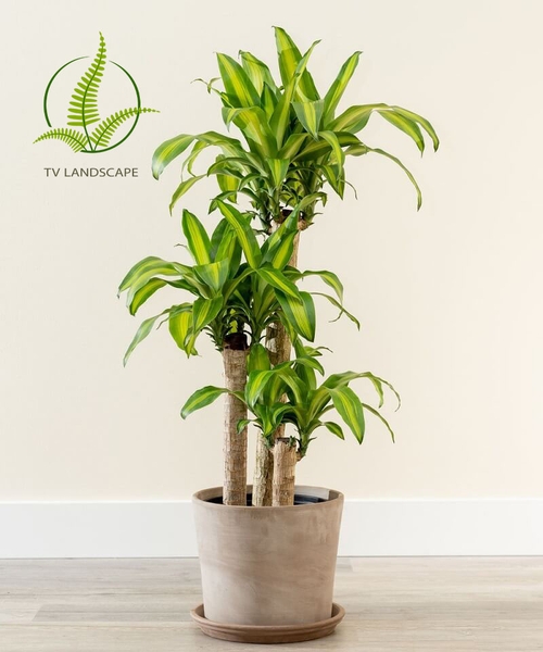 Khắc phục cây Phát Tài bị vàng lá và thối rễ