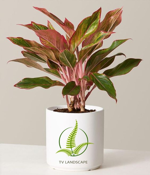 NGUYÊN NHÂN CÂY PHÚ QUÝ BỊ VÀNG LÁ VÀ CÁCH KHẮC PHỤC