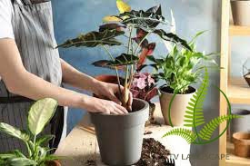 Bí quyết trồng hoa trong chậu