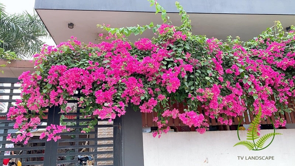 Những loài hoa trồng ban công chịu nắng cực tốt