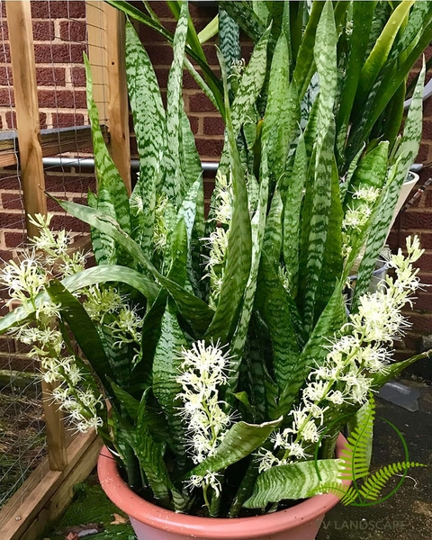 Cây trong nhà có hiện tượng này chứng tỏ tài lộc sắp ào ào kéo đến, nhất là loại số 2