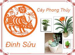 NGƯỜI TUỔI SỬU HỢP CÂY PHONG THỦY NÀO?