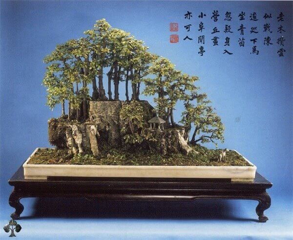 TOP 10 CÂY BONSAI ĐẸP NHẤT THẾ GIỚI