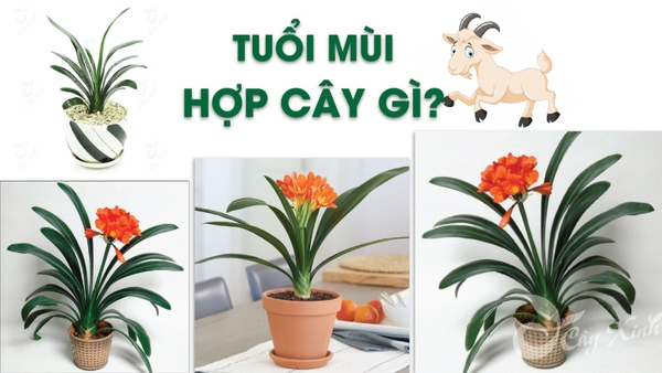 Tuổi Mùi hợp cây gì để thu hút tài lộc và may mắn khi trồng trong nhà