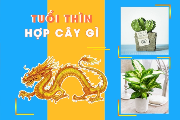 NGƯỜI TUỔI THÌN HỢP CÂY PHONG THỦY NÀO?