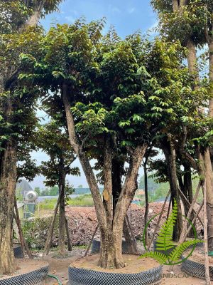 Sâu bệnh hại và biện pháp phòng trừ trên cây vú sữa