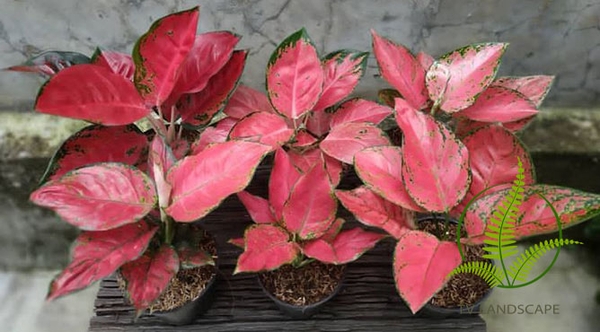 Cây để bàn hợp mệnh Hỏa