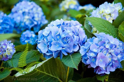 Sâu bệnh hại phổ biến trên cây hoa cẩm tú cầu