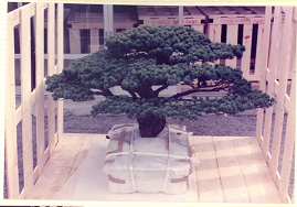 Câu chuyện của cây bonsai Nhật Bản 400 tuổi vẫn sống sót sau khi bom nguyên tử thả xuống Hiroshima