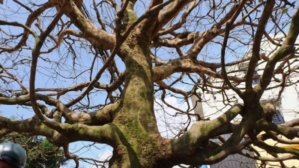 Cây cảnh cây thần đèn giá gần 70 tỷ đồng, chủ cây làm một chi tiết lạ để cây thêm phần đắt giá