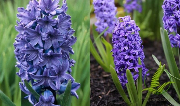 4 loại cây thủy sinh dễ trồng giúp chiêu tài, hút lộc vào nhà