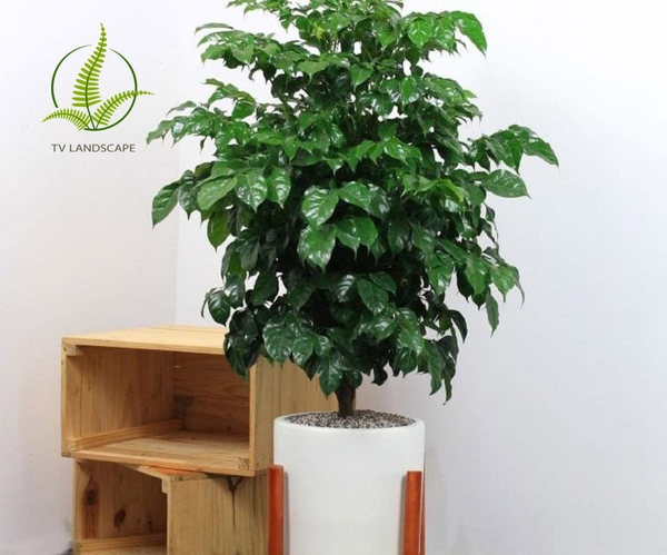  Ý nghĩa và Cách chăm sóc cây hạnh phúc