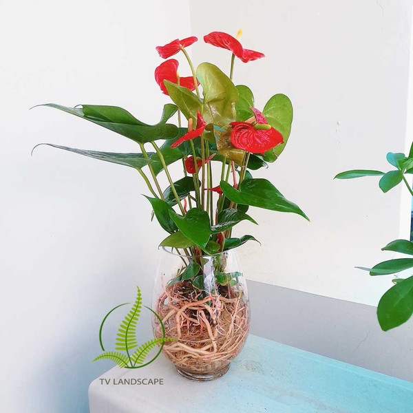 Bệnh thường gặp trên cây hồng môn và cách phòng trừ