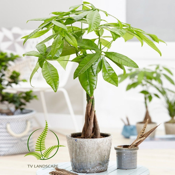 Một số mẹo chăm sóc để cây Kim Ngân luôn xanh tốt