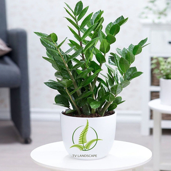 Một số bệnh thường gặp ở cây Kim Tiền và cách xử lý