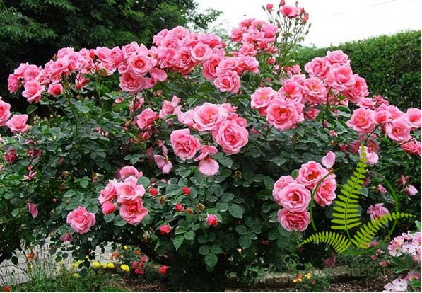 Ý nghĩa của những  loài hoa