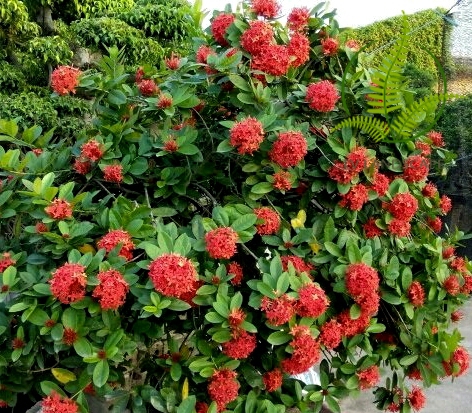 Kỹ thuật trồng và chăm sóc cây mẫu đơn ta cho hoa nở quanh năm