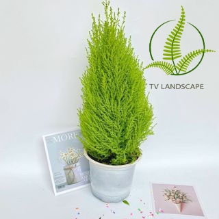 8 Loại cây xua đuổi côn trùng gây hại: muỗi, bọ chét, bọ ve…