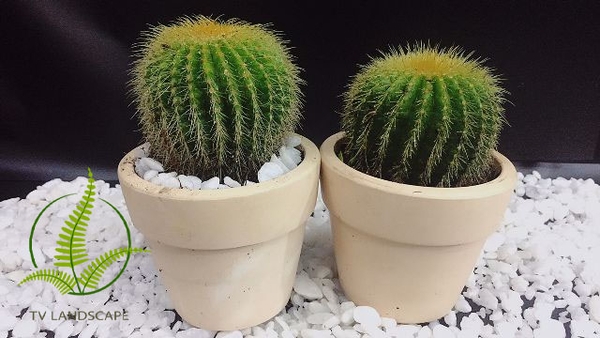 Top 05 cây để bàn học vừa nhỏ vừa kích thích tinh thần học tập