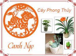 NGƯỜI TUỔI NGỌ HỢP CÂY PHONG THỦY NÀO?