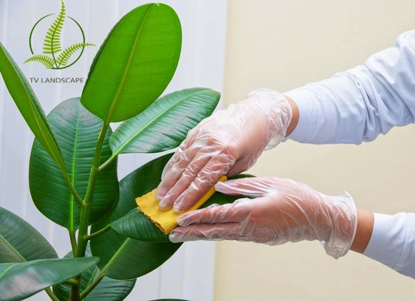 Tiết lộ bí quyết chăm sóc cây cảnh trong nhà chi tiết nhất