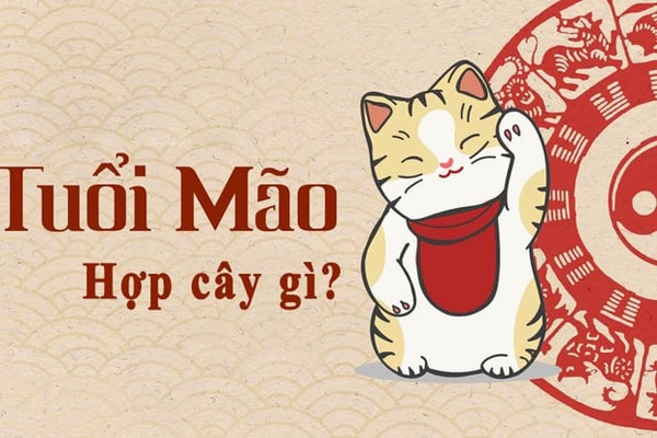 NGƯỜI TUỔI MÃO HỢP CÂY PHONG THỦY NÀO?