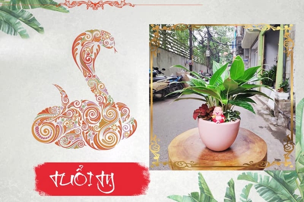 NGƯỜI TUỔI TỴ HỢP CÂY PHONG THỦY NÀO?