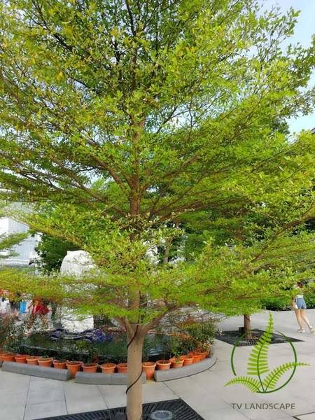 Một số loại sâu bệnh trên cây Bàng Đài Loan