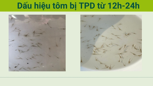 triệu chứng tôm nhiễm bệnh TPD từ 12h-24h
