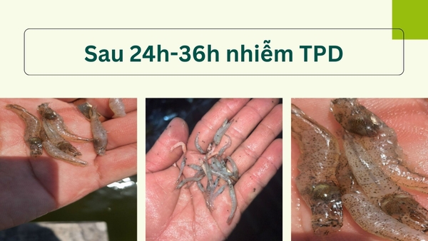 Dấu hiệu tôm bị nhiễm TPD sau 24h đến 36h 
